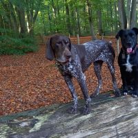 Hondenoppas werk Schilberg (Eijsden-Margraten): baasje van Choco en Djuli