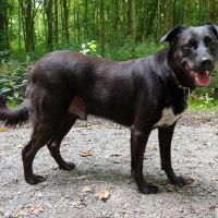 Hondenoppas werk Zoetermeer: baasje van Chico