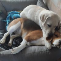 Hondenoppas werk Assen: baasje van Duke 