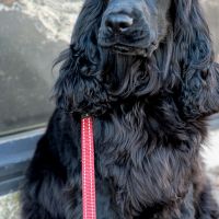 Hondenoppas werk Scherpenzeel: baasje van Sammy