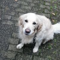 Hondenoppas Driebergen-Rijsenburg: Channah