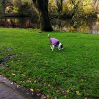 Hondenoppas werk Amsterdam: baasje van Joy