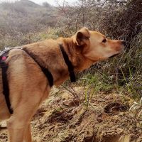 Hondenoppas werk Arnhem: baasje van Milo