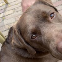 Hondenoppas werk Rozendaal (Gelderland): baasje van Hugo