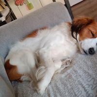Hondenoppas werk Ede: baasje van Cyana