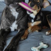 Hondenopvang Eindhoven: Maicke