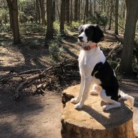 Hondenoppas werk Heemstede: baasje van Charlie