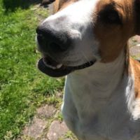 Hondenoppas werk Goutum: baasje van Ben