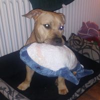 Hondenoppas werk Amsterdam: baasje van Odin