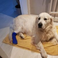 Hondenoppas werk Hazerswoude-Rijndijk: baasje van Sam