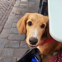 Hondenoppas werk Zwolle: baasje van Bailey