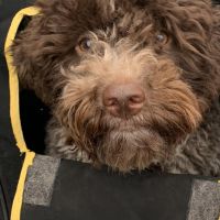 Hondenoppas werk Harderwijk: baasje van Sourire