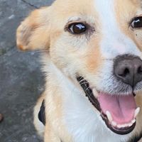 Hondenoppas werk Enkhuizen: baasje van Tess
