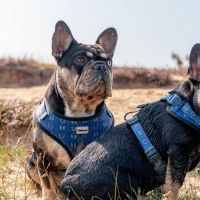 Hondenoppas werk Den Bosch: baasje van Bubbles & Cardi