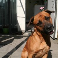 Hondenoppas werk Delft: baasje van Baco