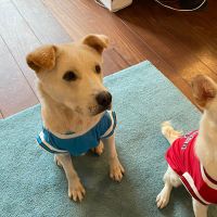 Hondenoppas werk Cruquius: baasje van Sabu & Lotte