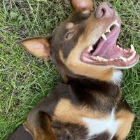 Hondenoppas werk Maarssen: baasje van Moos