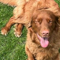 Hondenoppas werk Zwolle: baasje van Nala