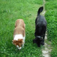 Hondenopvang Roermond: Sanne