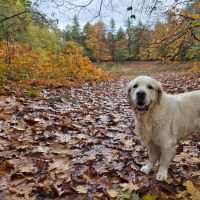 Hondenoppas werk Musselkanaal: baasje van Leco