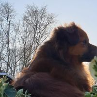 Hondenoppas Almelo: Romy