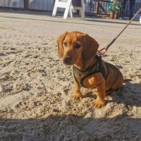 Hondenoppas werk Deventer: baasje van Dirk