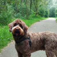 Hondenoppas werk Bemmel: baasje van Rowlf