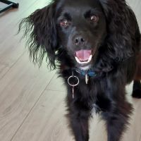 Hondenoppas werk Wijchen: baasje van Levy en lizzy