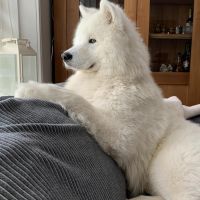 Hondenoppas werk Castricum: baasje van Yuki