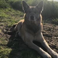 Hondenoppas werk Driebergen-Rijsenburg: baasje van Stoerkas 