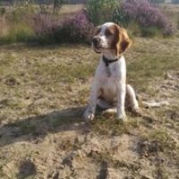 Hondenoppas werk Arnhem: baasje van chico