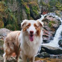 Hondenoppas werk Didam: baasje van Tuck