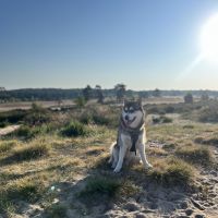 Hondenoppas werk Arnhem: baasje van Pom