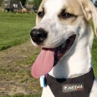 Hondenoppas werk Alkmaar: baasje van Pipa