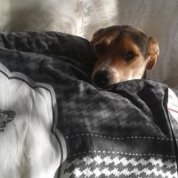 Hondenopvang Spijkenisse: Raquel