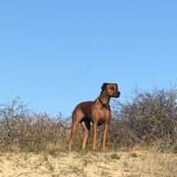 Hondenoppas werk Hellevoetsluis: baasje van Lola