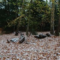 Hondenuitlaatservice Baarn: Myrthe