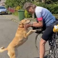 Hondenoppas werk Den Haag: baasje van Soof