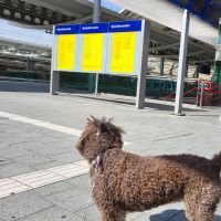 Hondenoppas werk Kerkrade: baasje van Dora