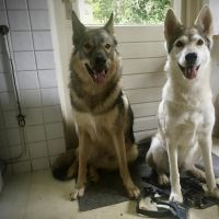 Hondenoppas werk Den Bosch: baasje van Yuwe en Thorolf