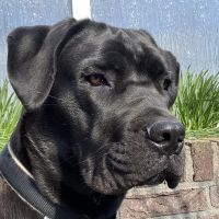 Hondenoppas werk Gorinchem: baasje van Nera