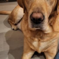 Hondenoppas werk Veenendaal: baasje van Guus