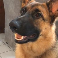 Hondenoppas werk Voorburg: baasje van Mona