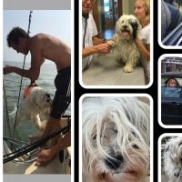 Hondenoppas werk Zeewolde: baasje van Ollis