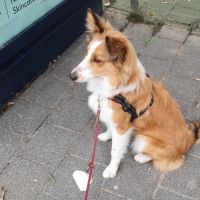 Hondenoppas werk Ede: baasje van Bailey
