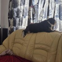 Hondenoppas werk Noordwijkerhout: baasje van Dingo