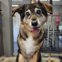 Hondenoppas werk Dronten: baasje van Ivy 