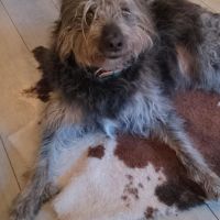 Hondenoppas werk Utrecht: baasje van Loetje