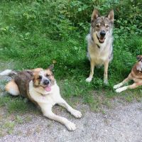 Hondenoppas werk Amsterdam-Zuidoost: baasje van Maley, Lara, Nexo