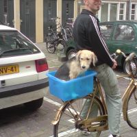 Hondenoppas Amsterdam: Reindert